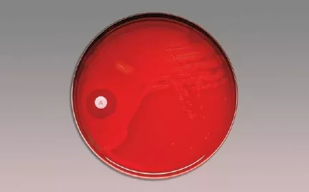 BD Differentiation Disc BBL™ Taxo™ P Optochin 5.0 µg - M-29329-3823 - Each
