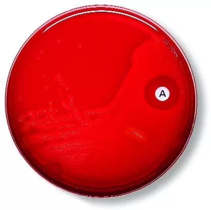 BD Disc BD Taxo™ A - M-17312-3793 - Each
