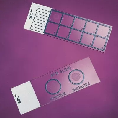 BD Gram Stain Control Slide BD BBL™ 1 X 3 Inch - M-508239-2034 - Pack of 50