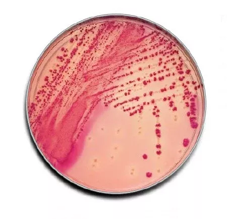 BD Prepared Media BD BBL™ MacConkey II Agar Light Beige Mono-Plate Format - M-916363-3119 - CT/100