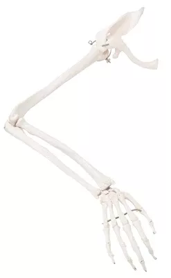 Fabrication Enterprises Arm Arm Loose Bone Ea