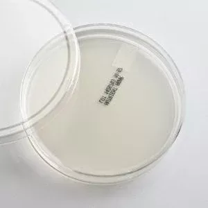 Ward's Science Prepared Media Nutrient Agar - M-956382-3536 - Box of 20